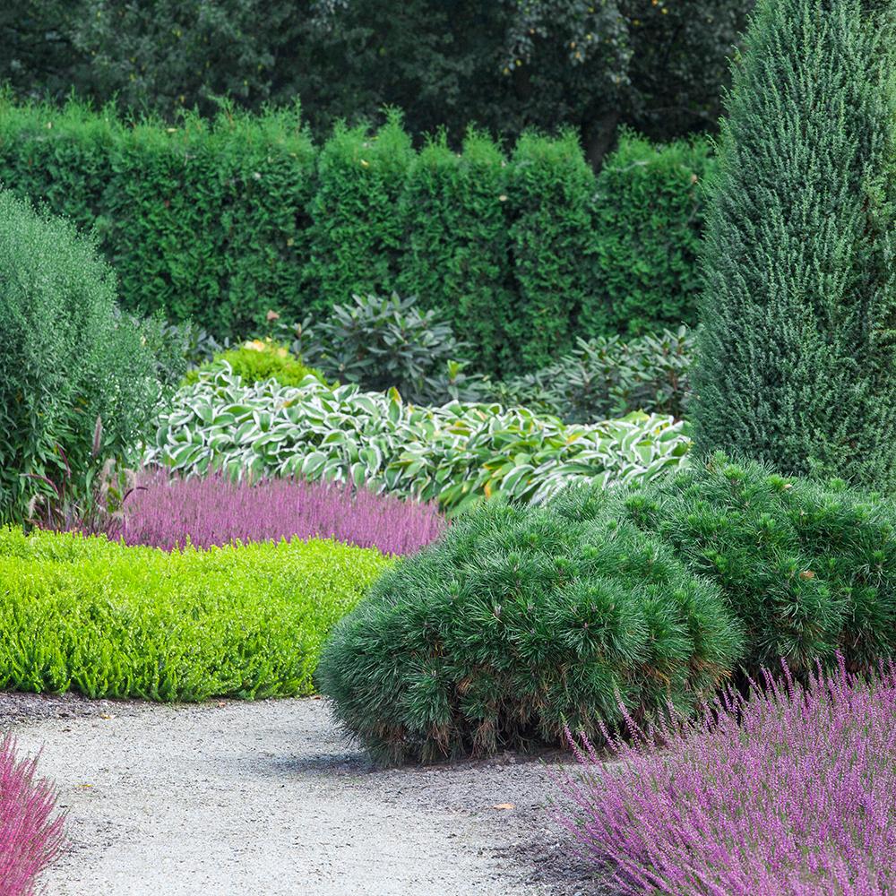 Ienupar columnar albastru de Munte Blue Arrow