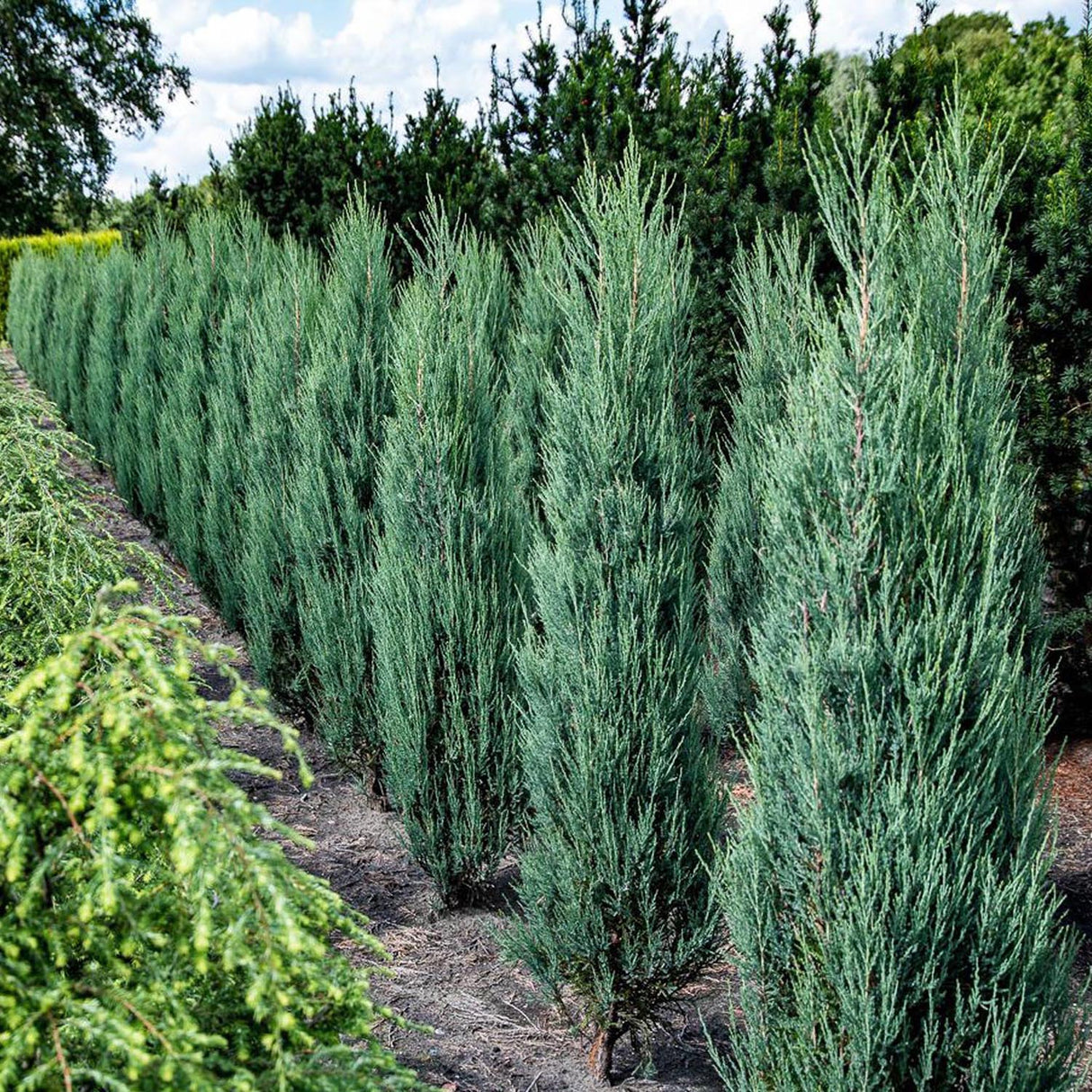 Blue Arrow Планинска колонна синя хвойна