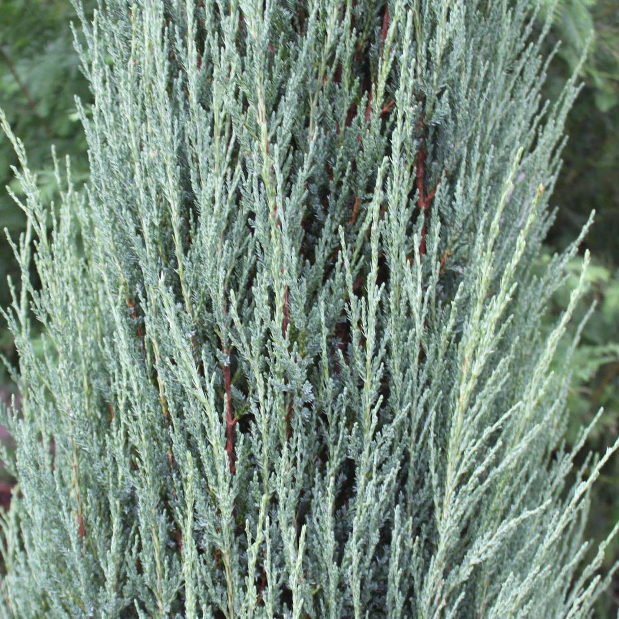 Blue Arrow Планинска колонна синя хвойна