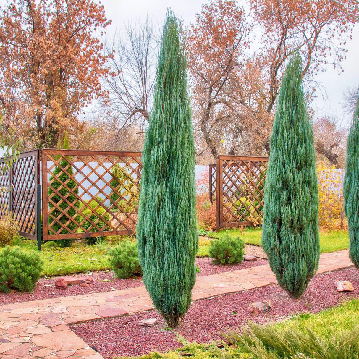 Blue Arrow Планинска колонна синя хвойна