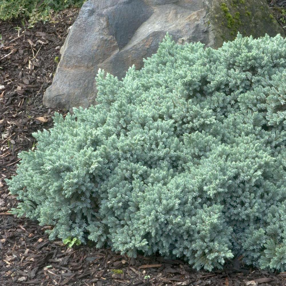 Ienupar tarator Albastru Blue Star