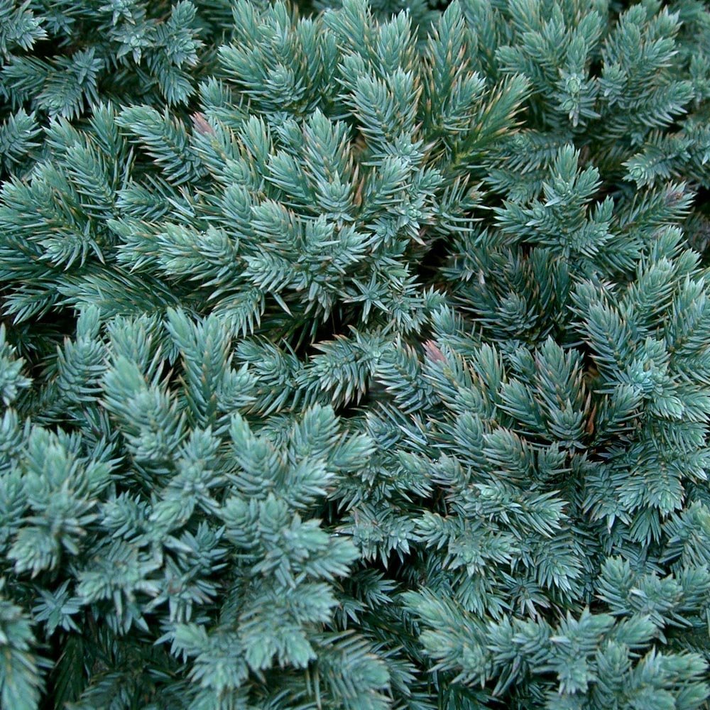 Ienupar tarator Albastru Blue Star