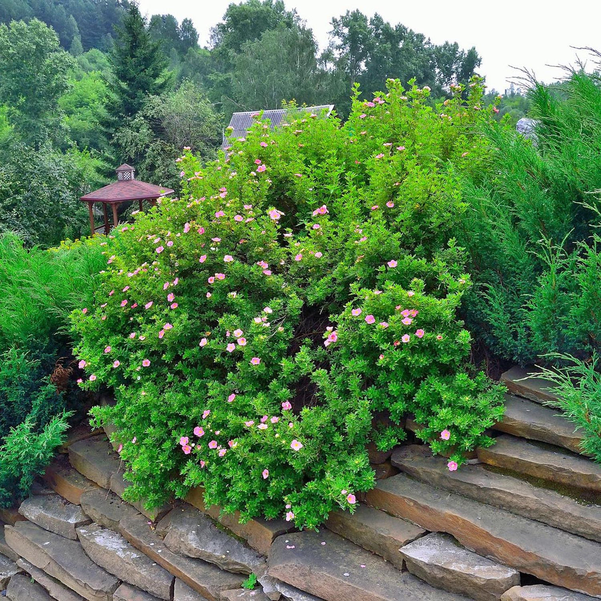 Ienupar tarator verde Mint Julep