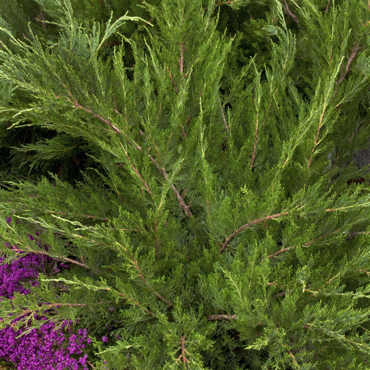 Ienupar tarator verde Mint Julep