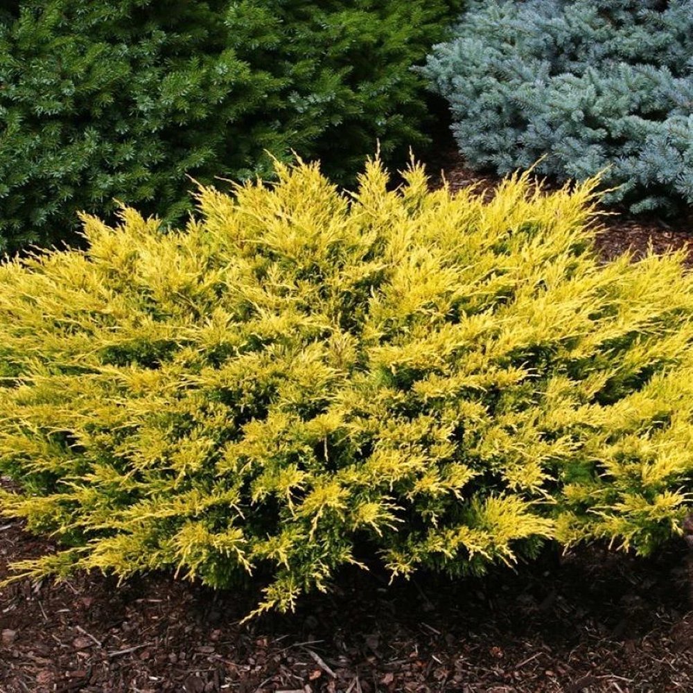 Ienupar Tarator auriu Limeglow