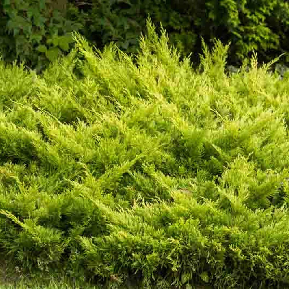 Ienupar Tarator auriu Limeglow