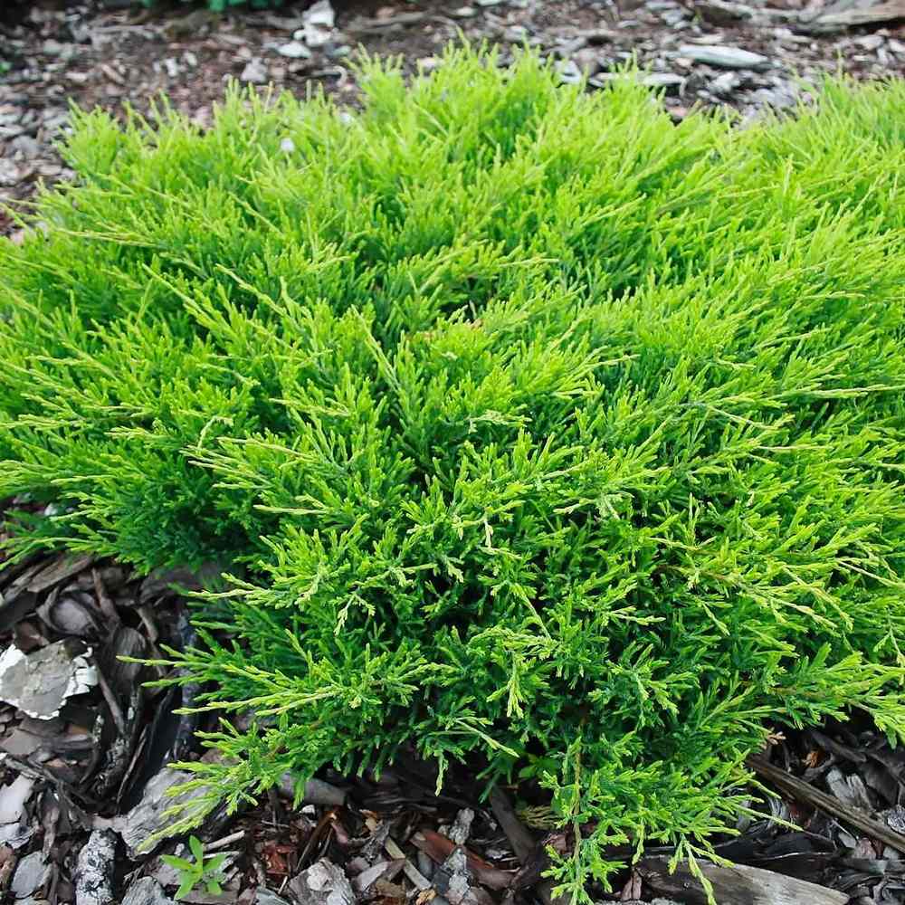 Ienupar tarator verde Andorra Compact