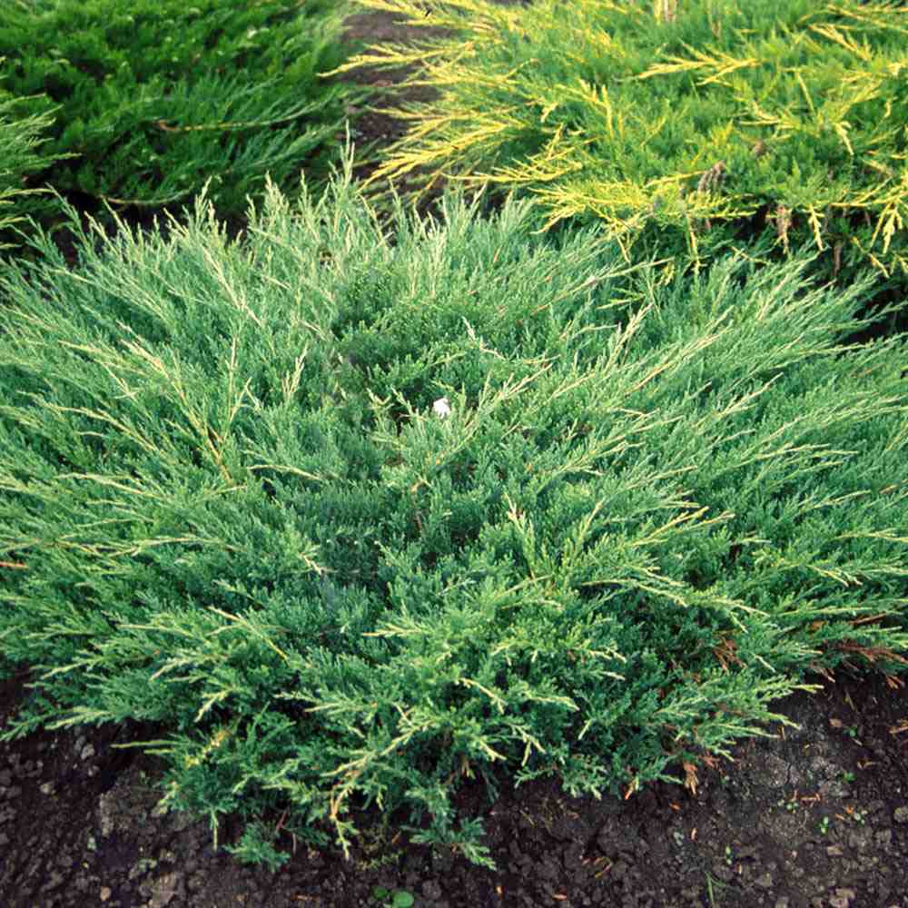 Ienupar tarator verde Andorra Compact