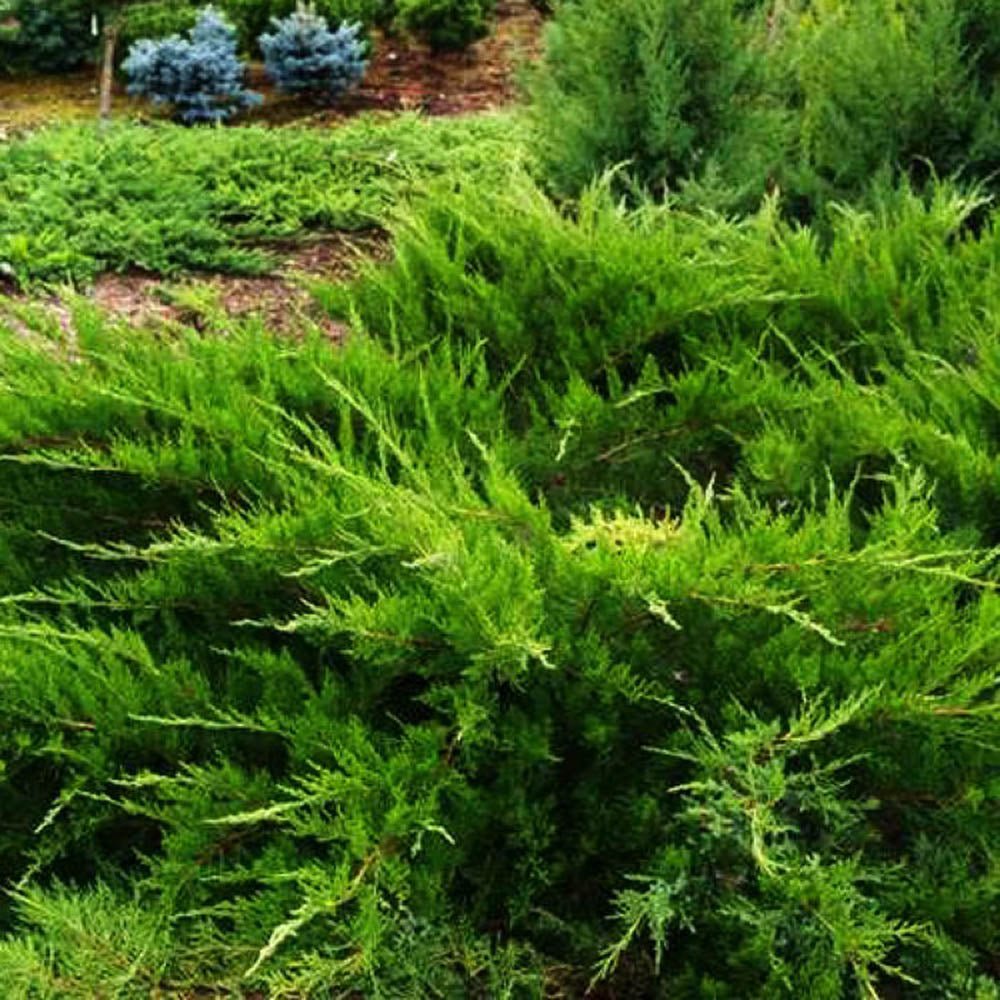 Ienupar tarator verde Mint Julep