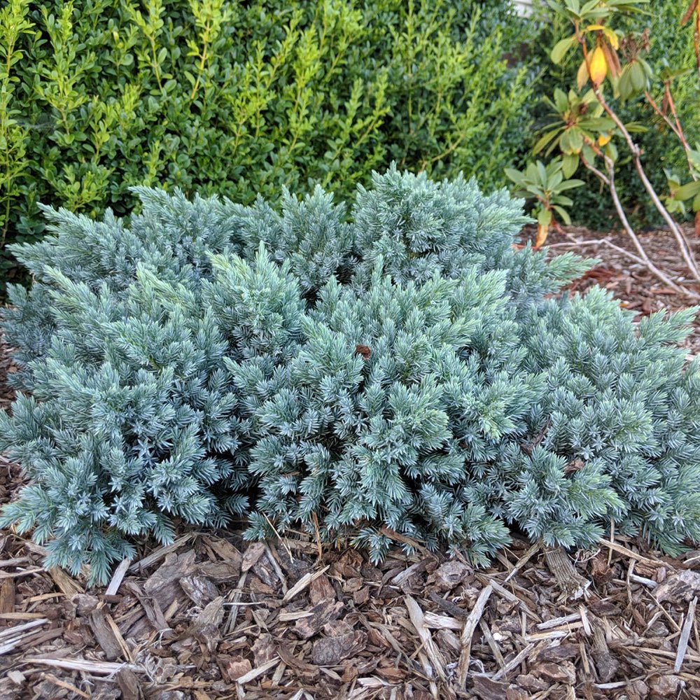 Ienupar tarator albastru Tropical Blue