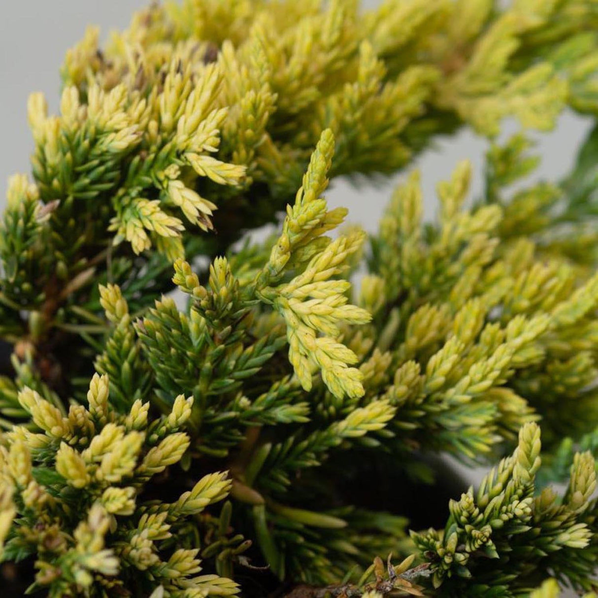 Ienupar Tarator galben Lemon Carpet