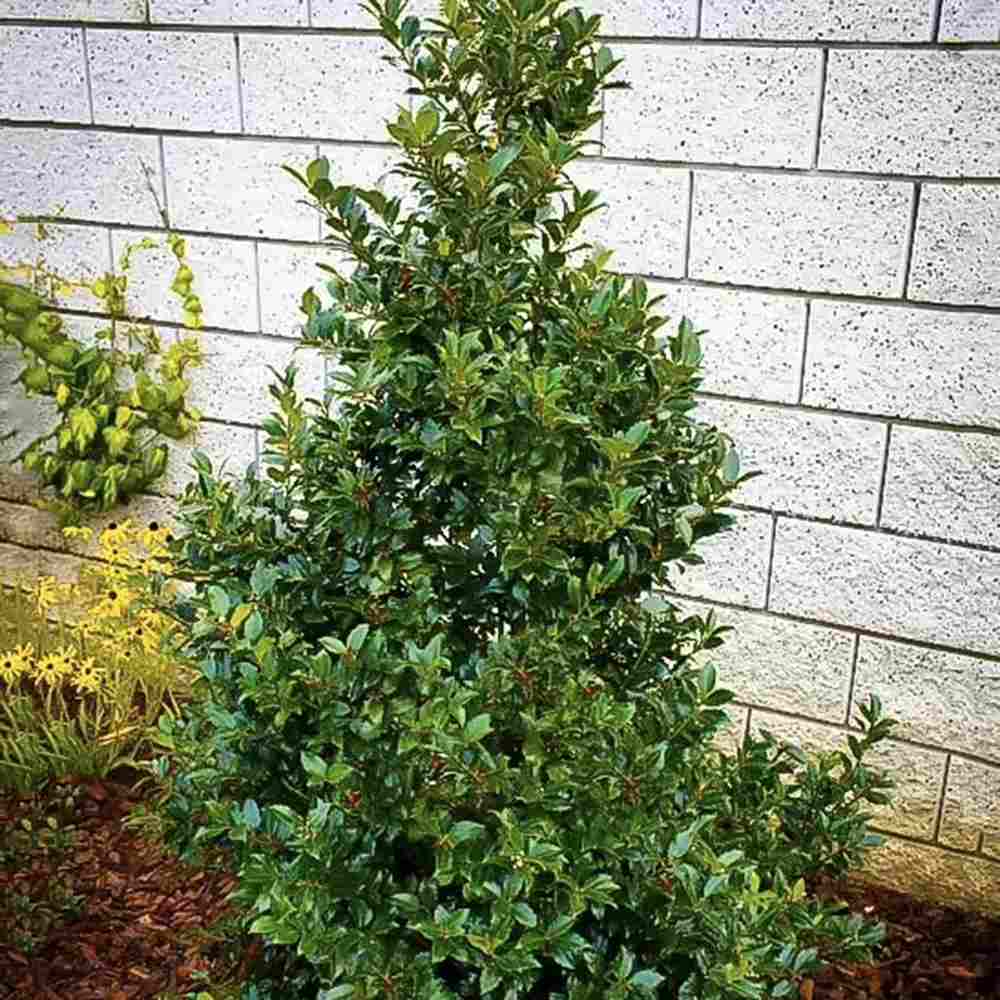 Laur Japonez Ilex Blue Maid, vesnic verde, cu fructe rosii, frunze albastru-verzui, forma piramidala