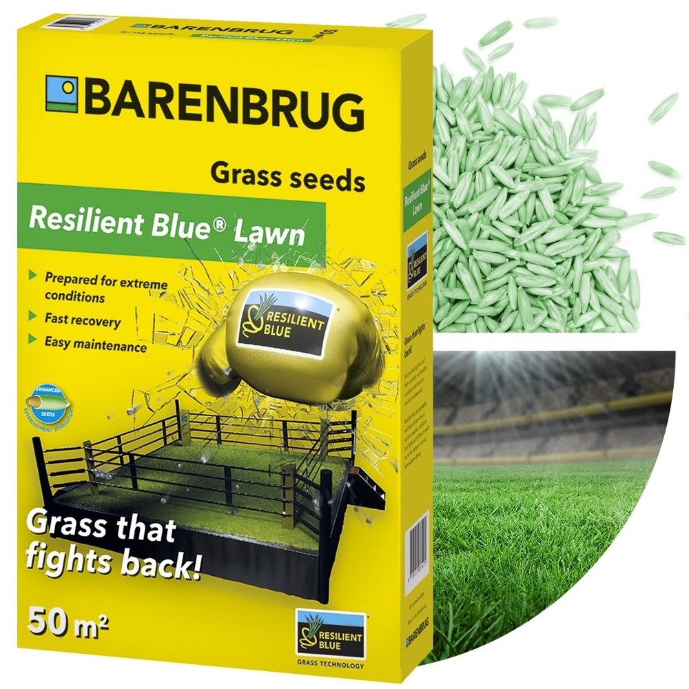 Семена за тревник Resilient Blue Lawn Barenbrug 1 кг – устойчив на суша, болести и интензивно натоварване