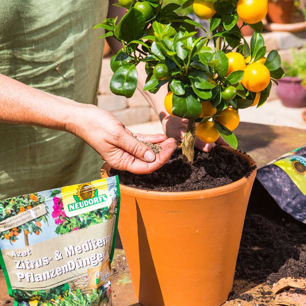 Ingrasamant Azet pentru Plante Citrice si Plante Mediteraneene, 750 g, Neudorff