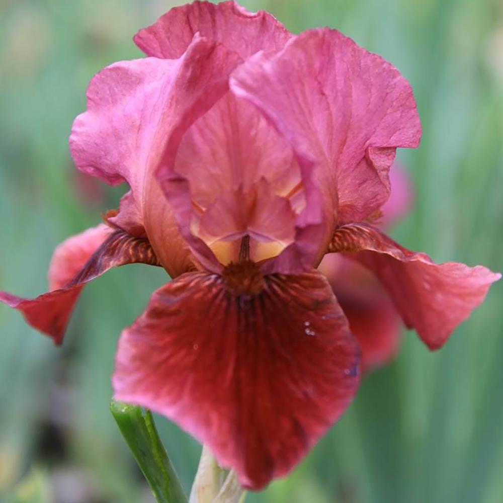 Iris Germanica (Stanjenel) Morning Show
