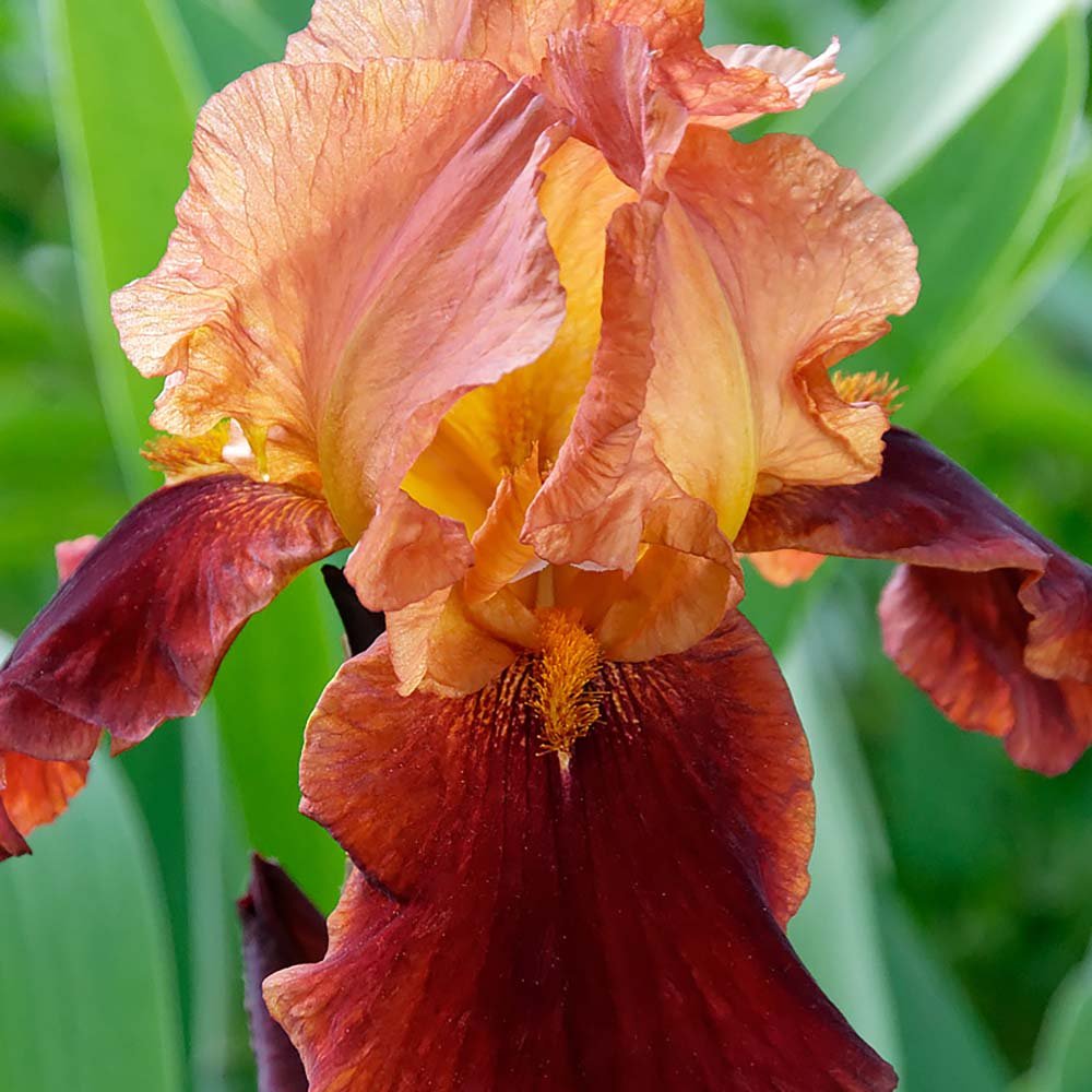 Iris Germanica (Stanjenel) Natchez Trace - Bulb Plantat In Ghiveci