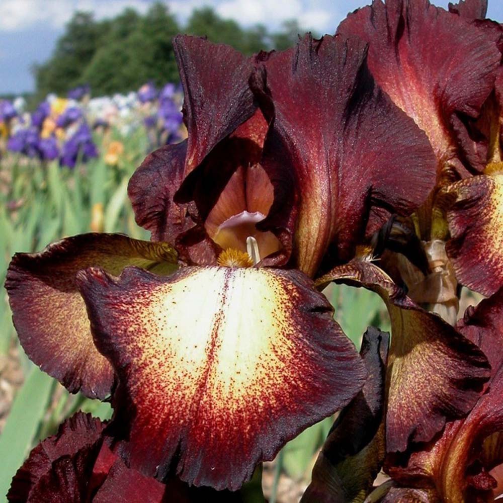 Iris Germanica (Stanjenel) Provencal - Bulb Plantat In Ghiveci
