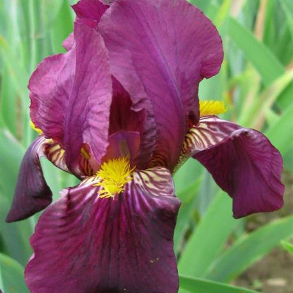 Iris Germanica (Stanjenel) Red Orchid - Bulb Plantat In Ghiveci