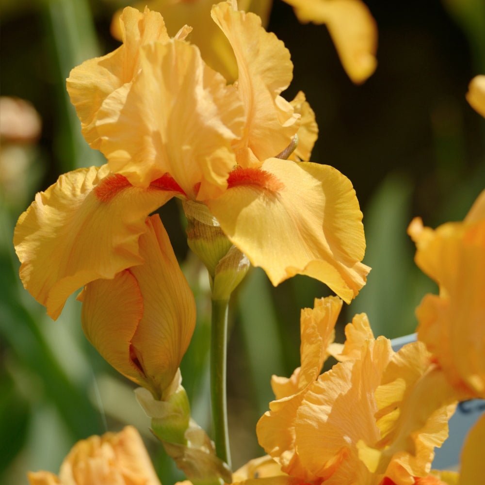 Iris Germanica (Stanjenel) Robusto