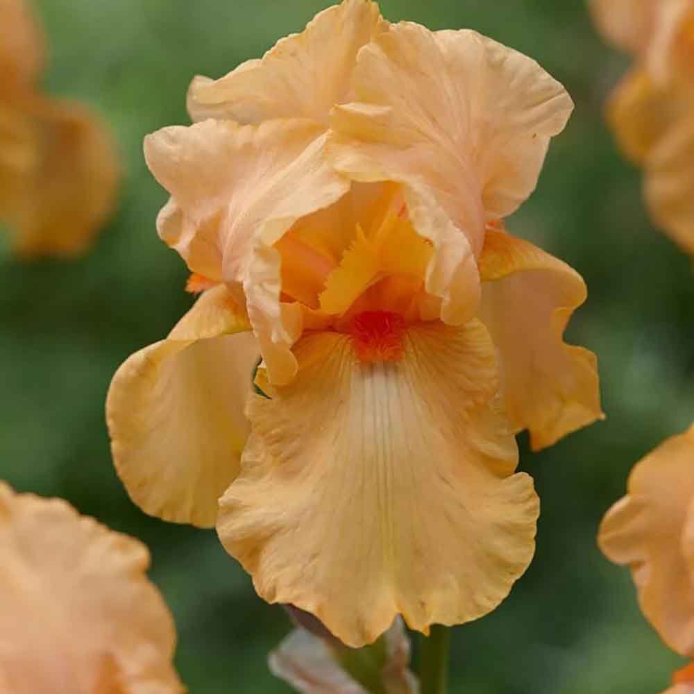 Iris Germanica (Stanjenel) Skyfire - Bulb Plantat In Ghiveci