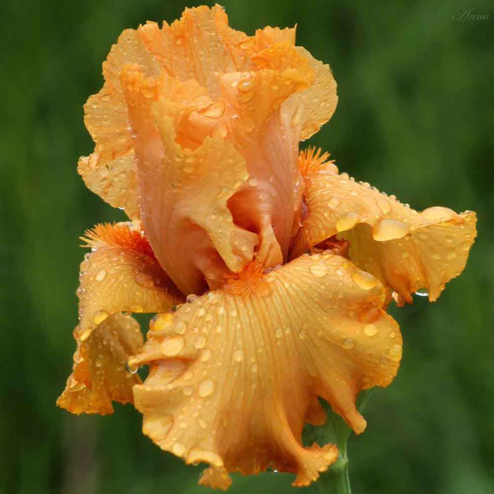 Iris Germanica (Stanjenel) Skyfire - Bulb Plantat In Ghiveci