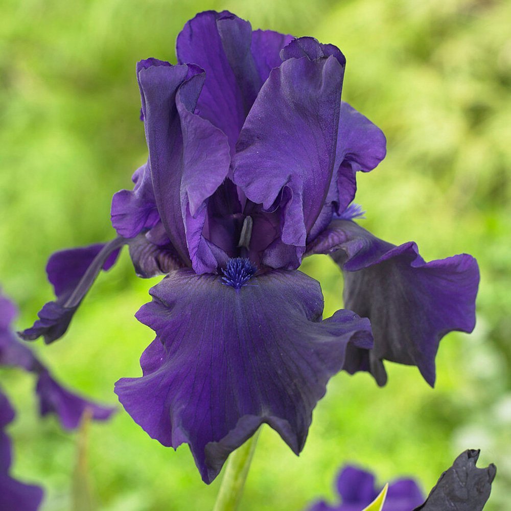 Iris Germanica (Stanjenel) violet-inchis Storm Center, Bulb Plantat In Ghiveci
