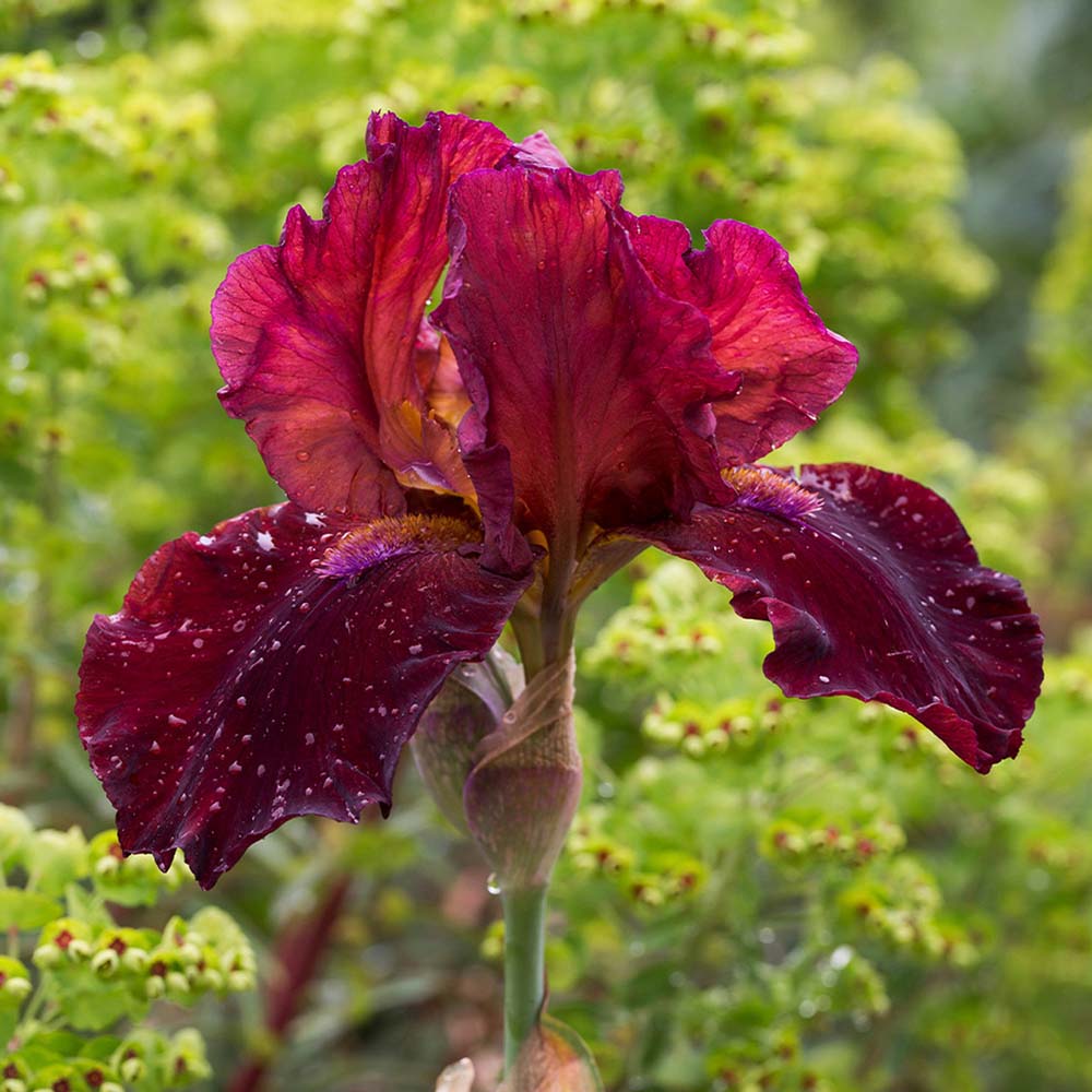 Iris Germanica (Stanjenel) Sultan'S Palace, cu flori parfumate rosu intens catifelat, crestere rapida, bulb plantat In ghiveci