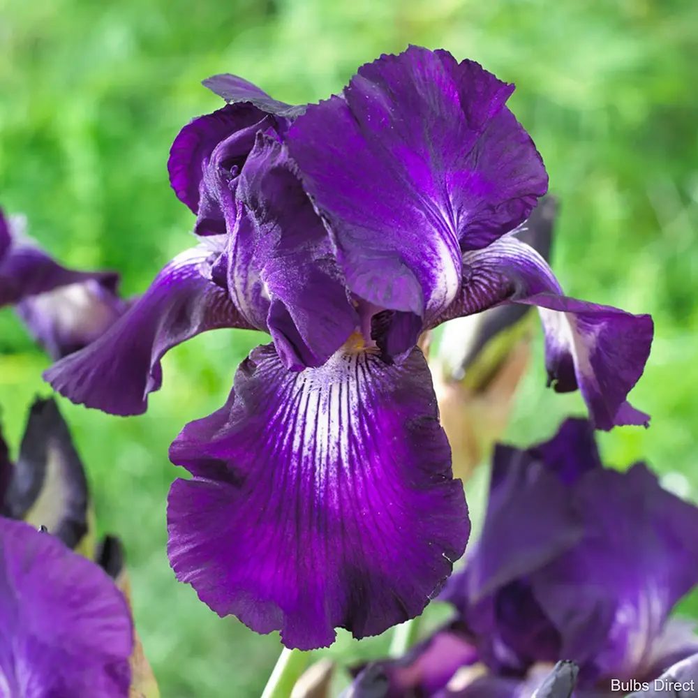 Iris Germanica (Stanjenel) Exotic Star, flori mov-alb spectaculoase si parfumate, crestere rapida, bulb plantat In ghiveci