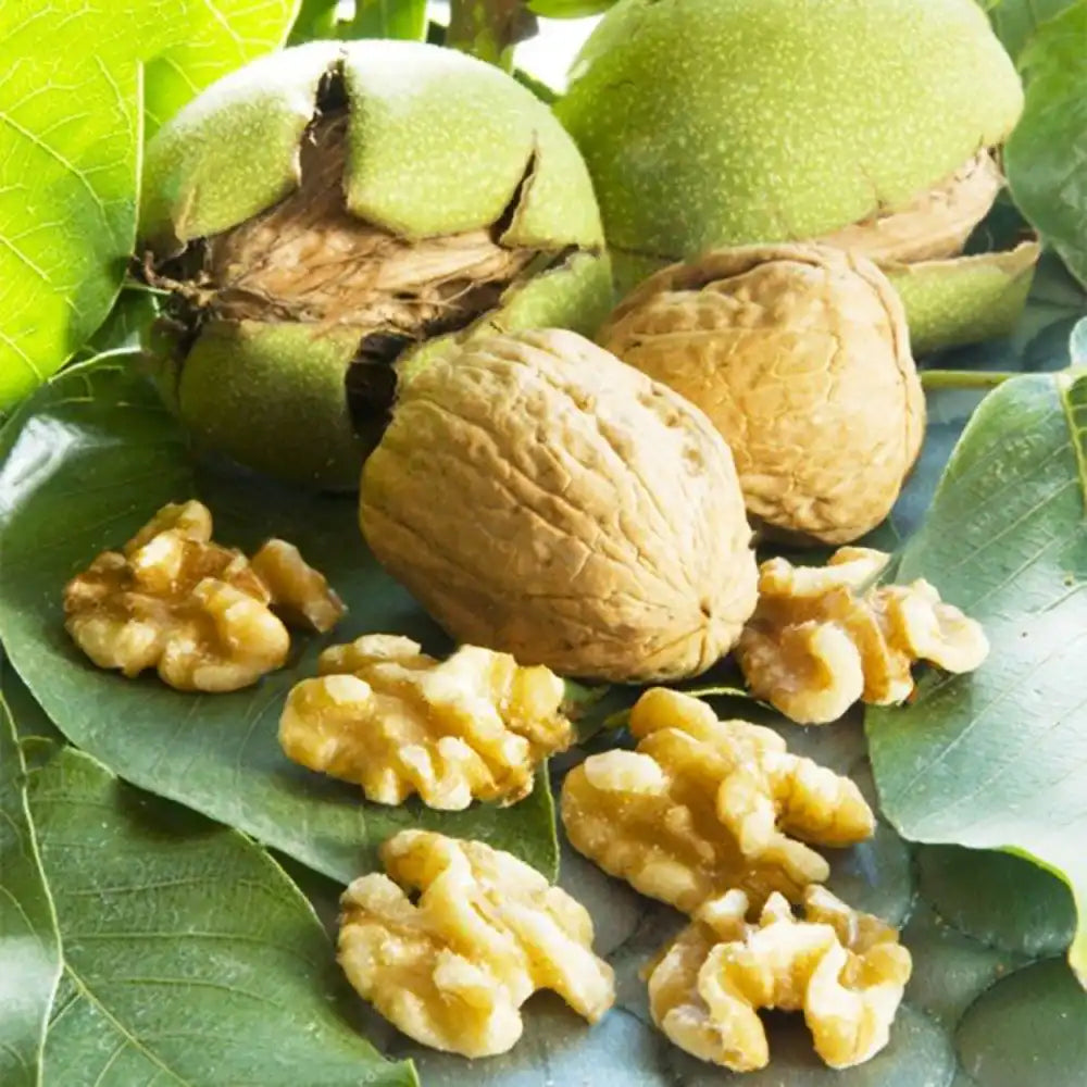 Nuc Regia Chandler (Juglans Regia), cu gust dulce-untos, an 2 pe rod