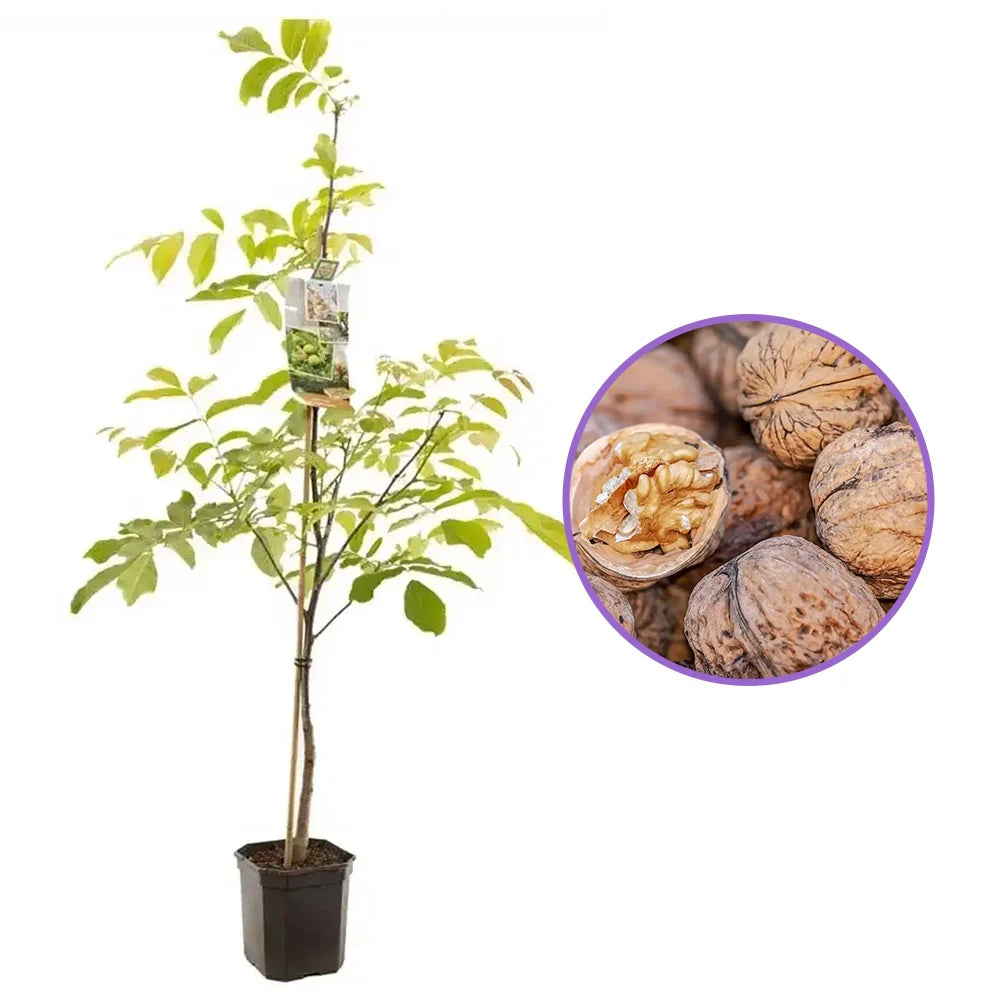 Nuc Regia Fernette (Juglans Regia), cu gust dulce-untos, an 2 pe rod
