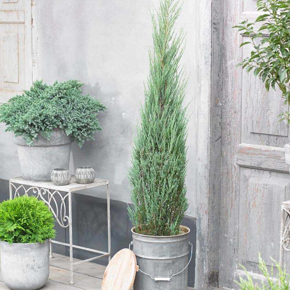 Blue Arrow Планинска колонна синя хвойна