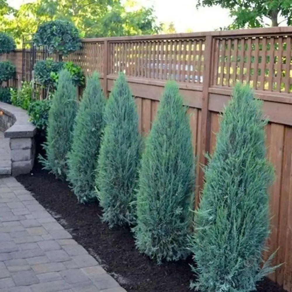 Ienupar columnar albastru de Munte Blue Arrow, conifer albastru decorativ, rezistent la ger, ideal pentru spatii inguste