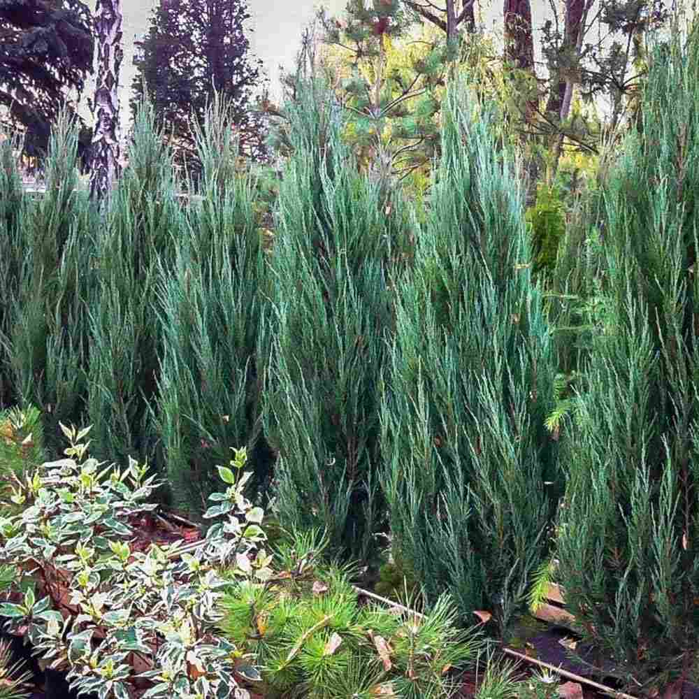 Ienupar columnar albastru de Munte Blue Arrow, conifer albastru decorativ, rezistent la ger, ideal pentru spatii inguste