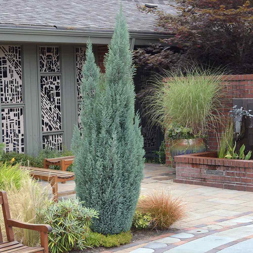 Ienupar columnar albastru de Munte Blue Arrow, conifer albastru decorativ, rezistent la ger, ideal pentru spatii inguste