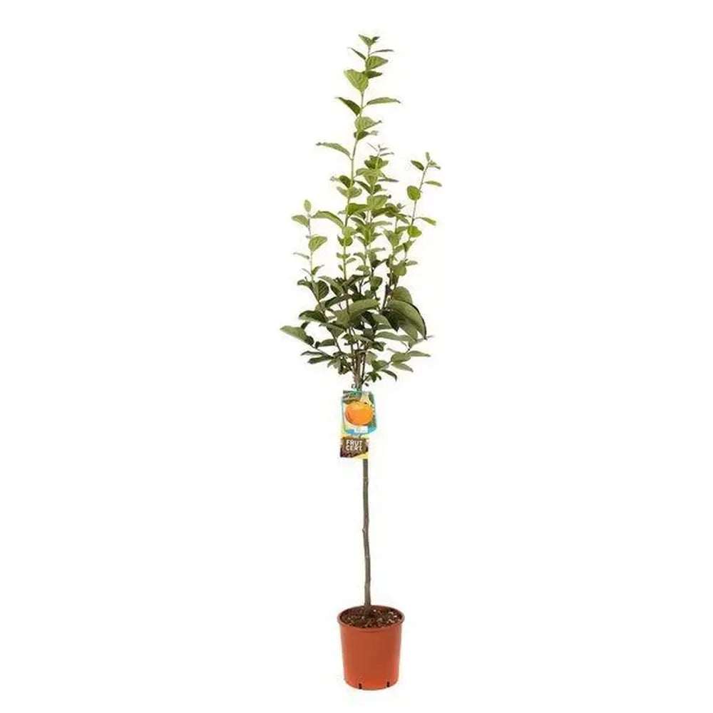 Pom Kaki Mela Hana Fuju (Diospyrus), Curmal Japonez, cu fructe portocaliu, an 2 pe rod