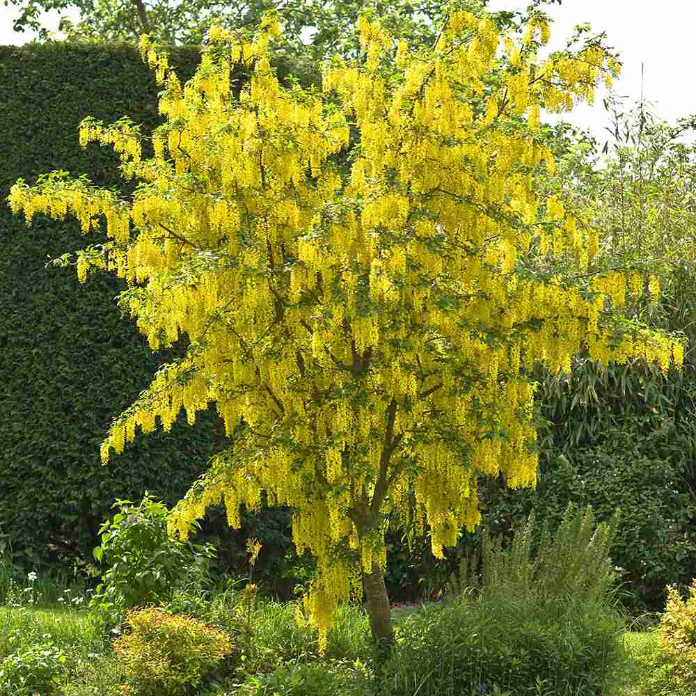 Акация жълта плачеща (Laburnum anagyroides), с жълти цветове