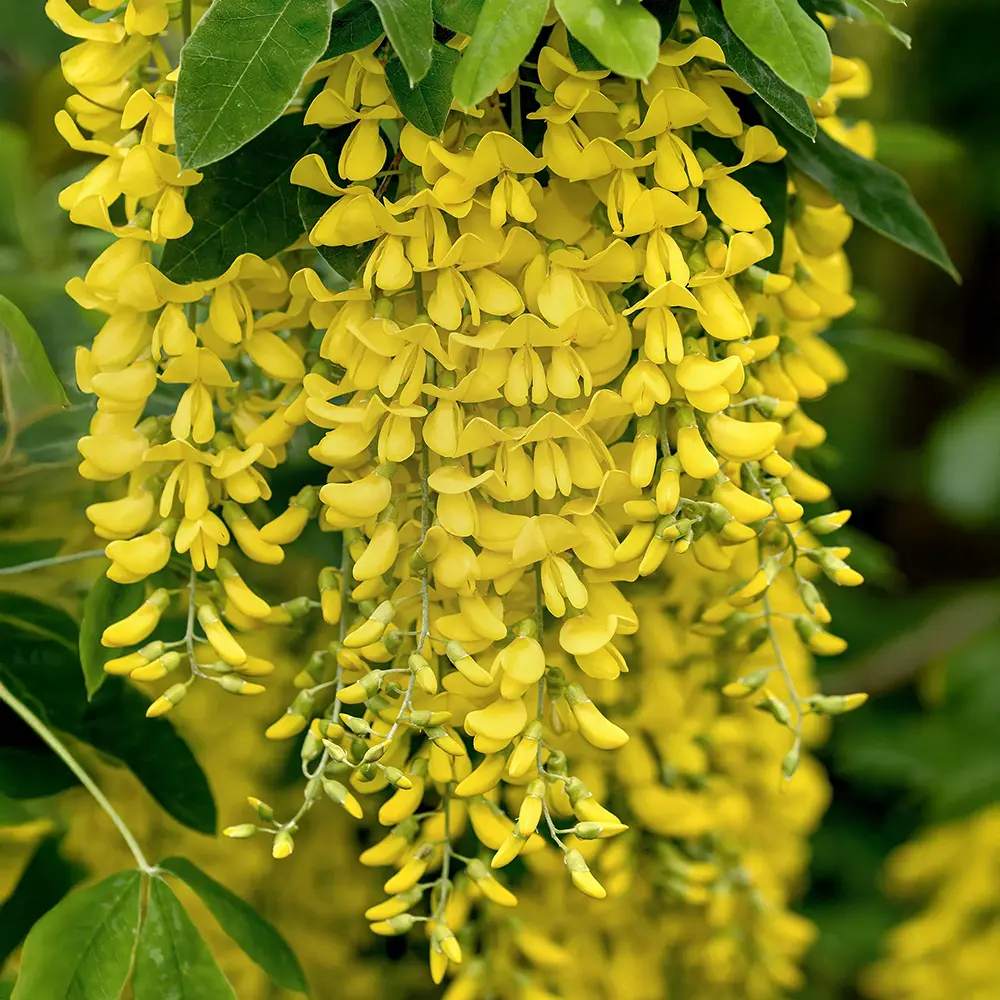 Акация жълта плачеща (Laburnum anagyroides), с жълти цветове