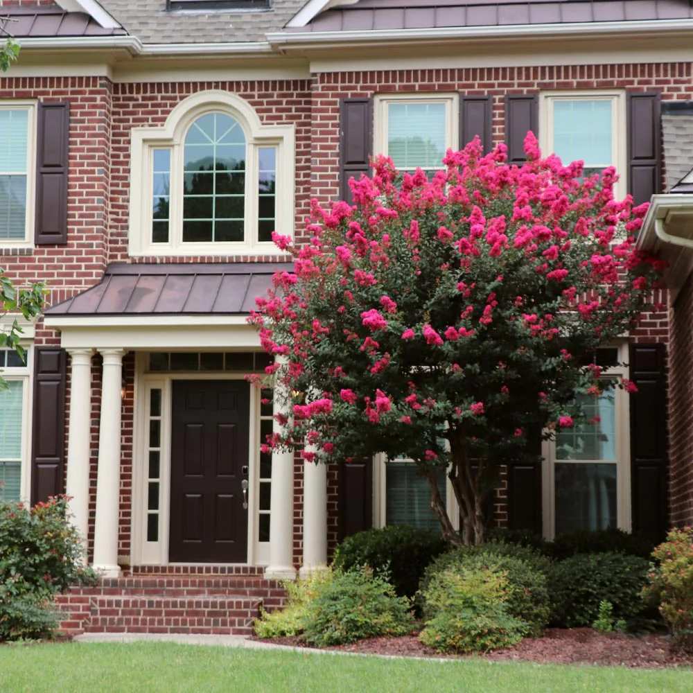 Lagerstroemia Indica Copac Double Feature, arbore compact cu flori roz-fucsia, inflorire lunga