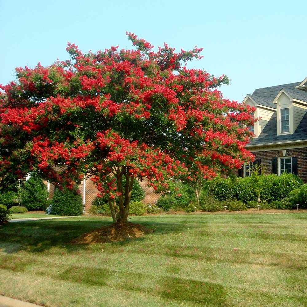 Liliac Indian Copac Enduring Summer Red (Lagerstroemia Indica), copac compact cu flori rosu- intens, inflorire continua