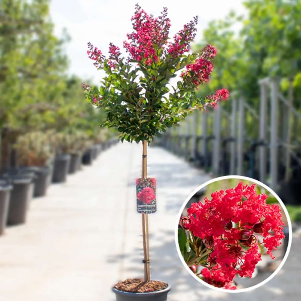 Liliac Indian Copac Enduring Summer Red (Lagerstroemia Indica), copac compact cu flori rosu- intens, inflorire continua