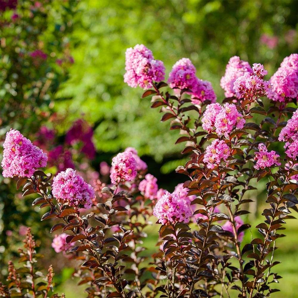 Индийски люляк дърво (Lagerstroemia) Lavender Lace, декоративно с лавандулови цветове, дълъг цъфтеж