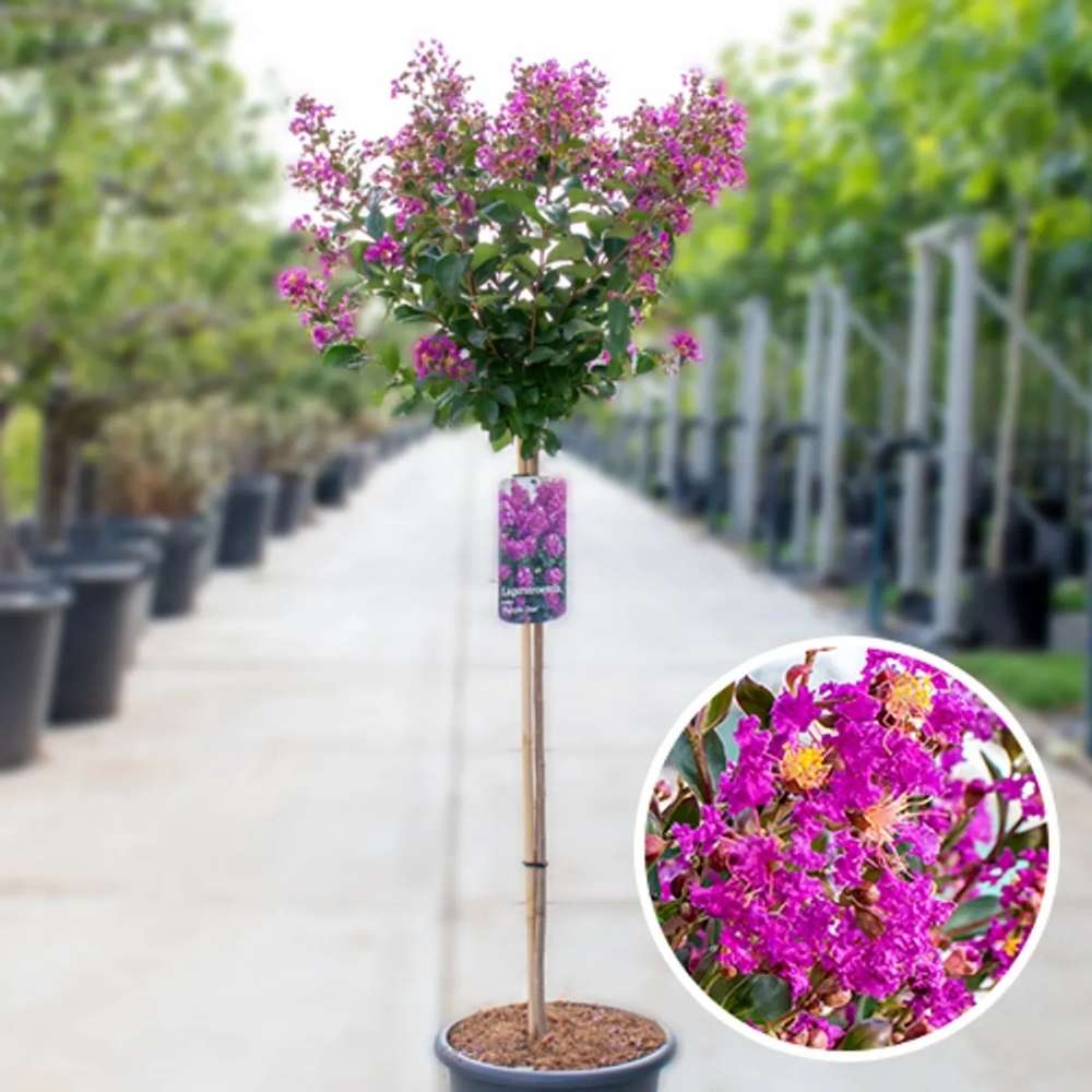 Индийски люляк Purple Star, декоративно дърво с виолетово-пурпурни цветове, дълъг цъфтеж