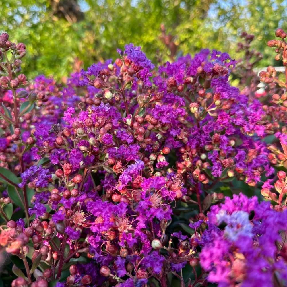 Индийски люляк Purple Star, декоративно дърво с виолетово-пурпурни цветове, дълъг цъфтеж