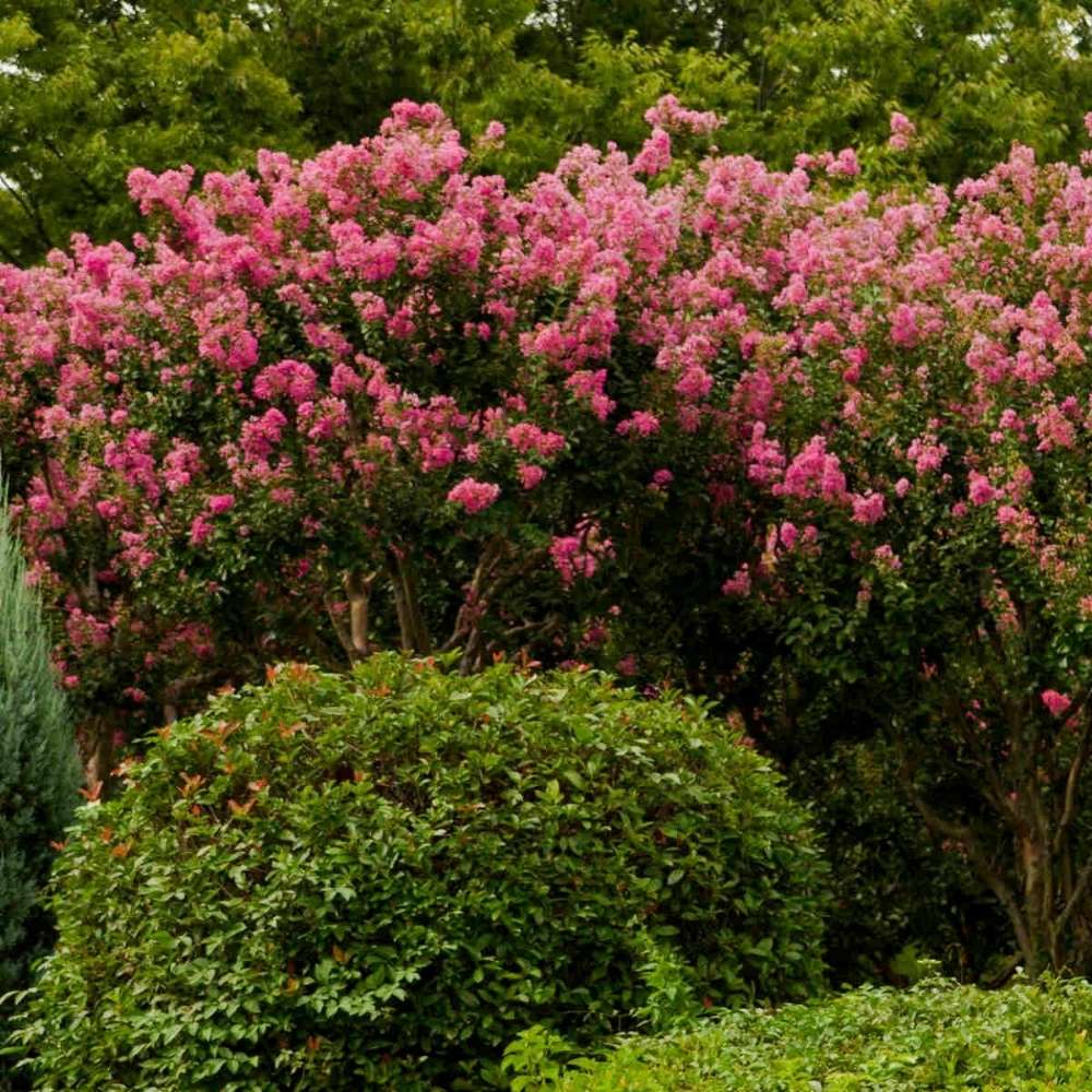 Liliac Indian Copac (Lagerstroemia) Rhapsody in Pink, copac decorativ cu flori roz intens, inflorire lunga, crestere rapida