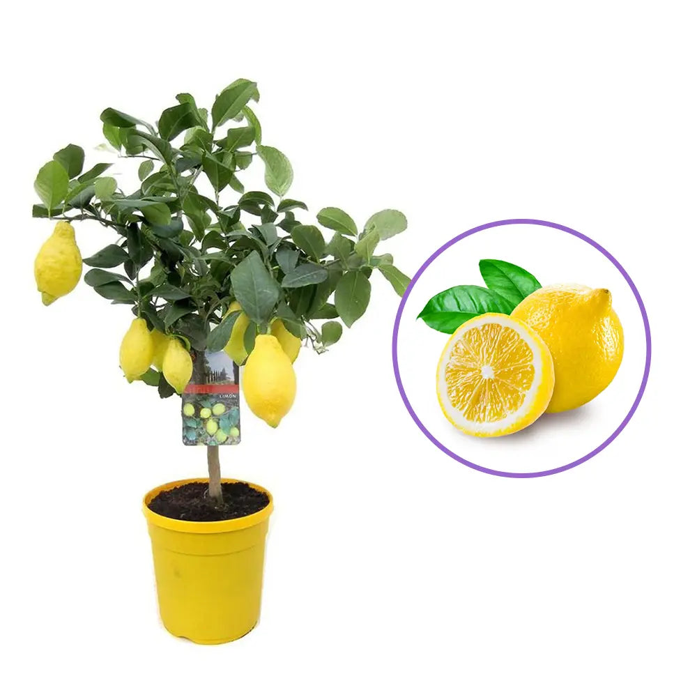 Pom Lamai (Citrus Limon), 80-90 cm, fructifer decorativ, autofertil, fructe galbene, parfumate, an 3 pe rod