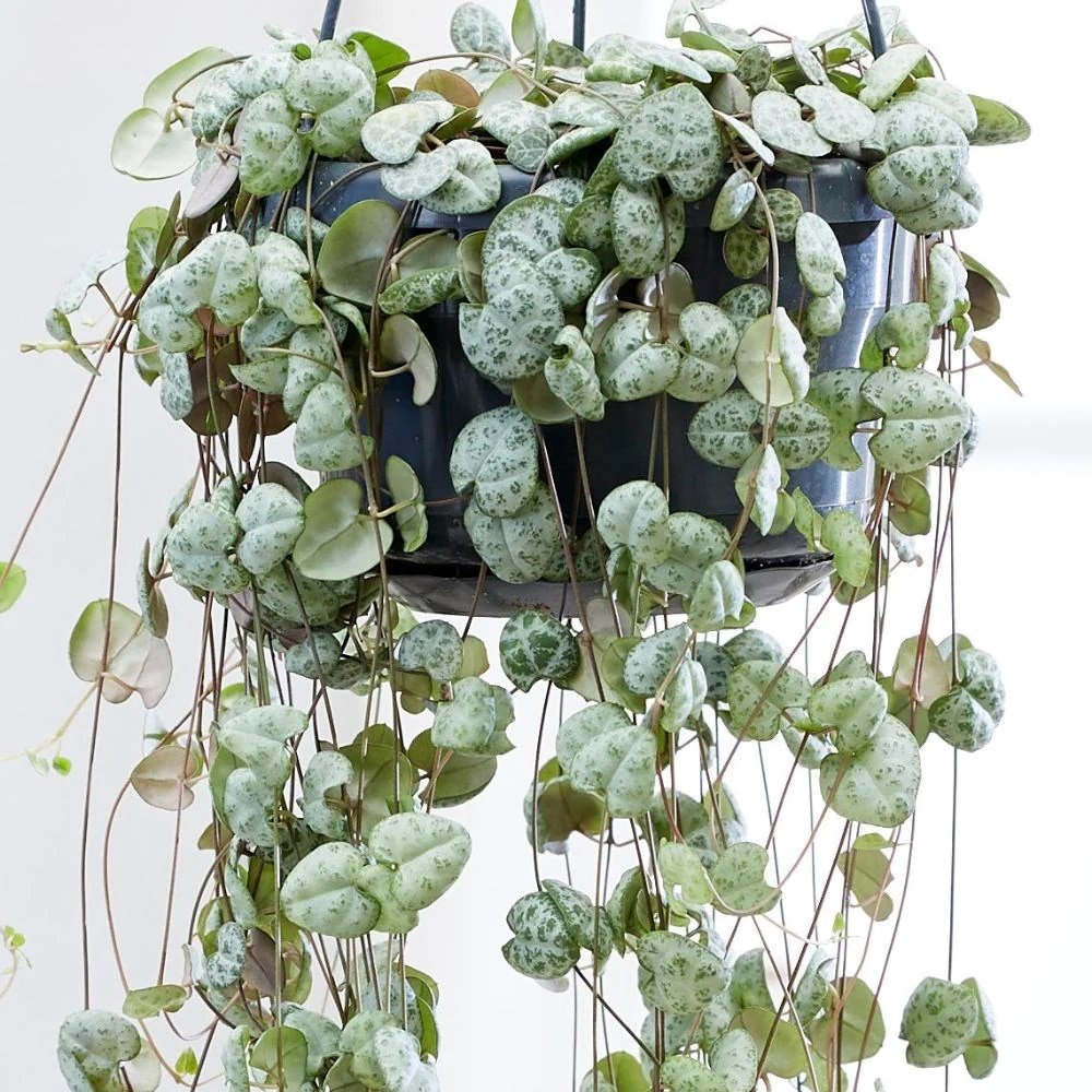 Lantul Inimilor (Ceropegia Woodii), frunze in forma de inima, verde-argintii, suport de agatat