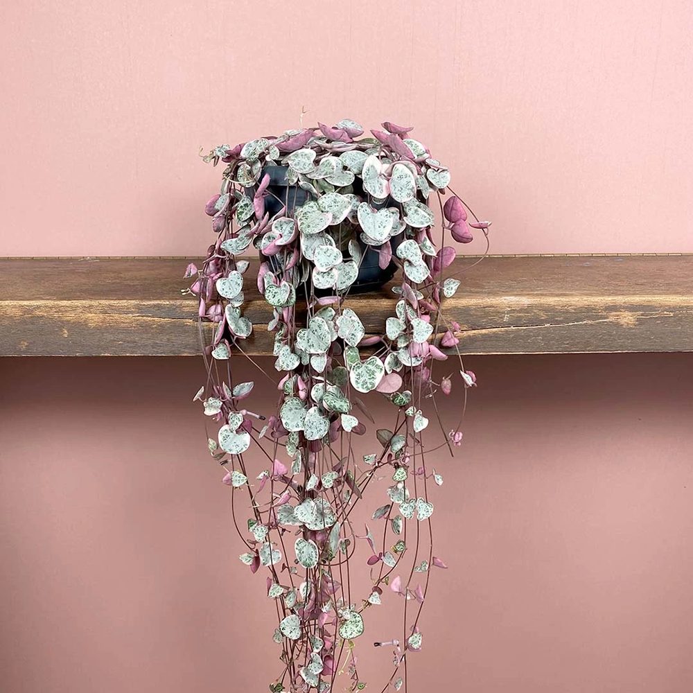 Lantul Inimilor Tricolor (Ceropegia Woodii) Variegata, Lantul Inimilor (Ceropegia Woodii), frunze in forma de inima, roz-verde-argintii, suport de agatat