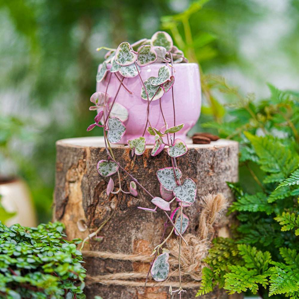 Lantul Inimilor Tricolor (Ceropegia Woodii) Variegata, Lantul Inimilor (Ceropegia Woodii), frunze in forma de inima, roz-verde-argintii, suport de agatat