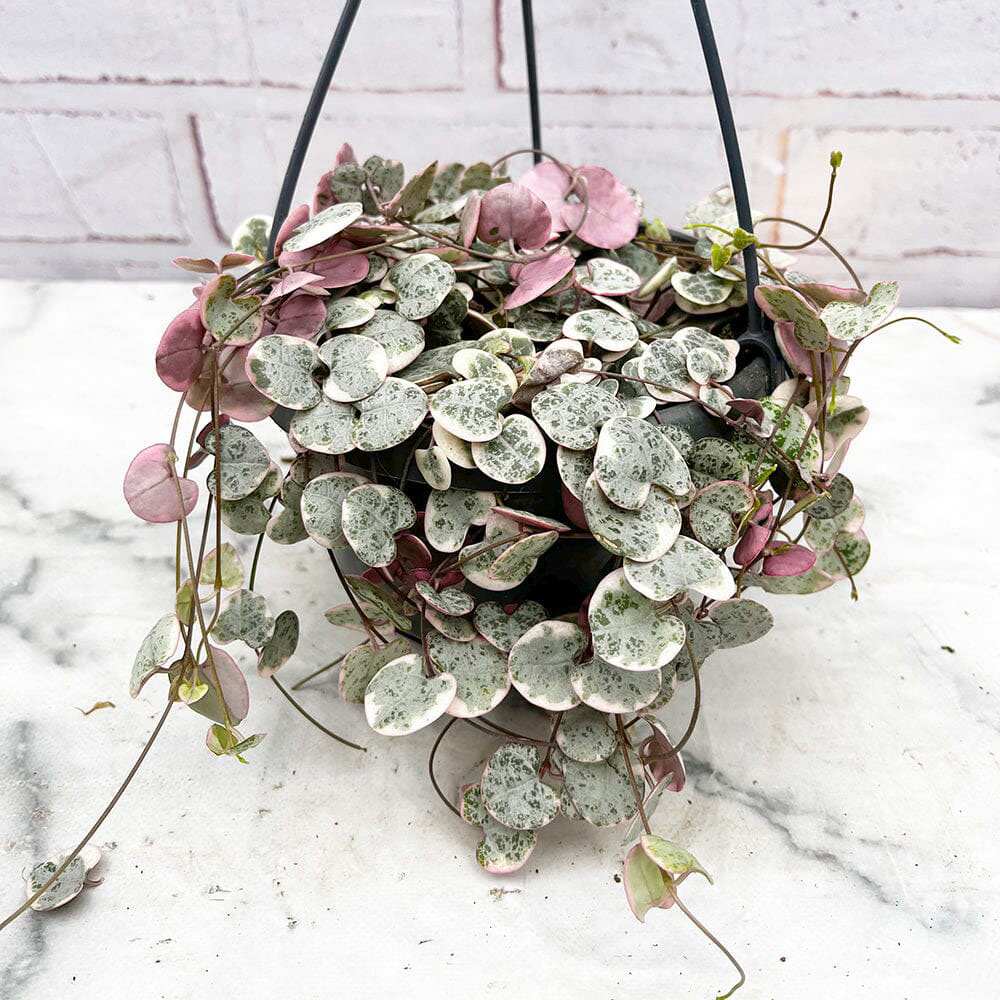 Lantul Inimilor Tricolor (Ceropegia Woodii) Variegata, Lantul Inimilor (Ceropegia Woodii), frunze in forma de inima, roz-verde-argintii, suport de agatat