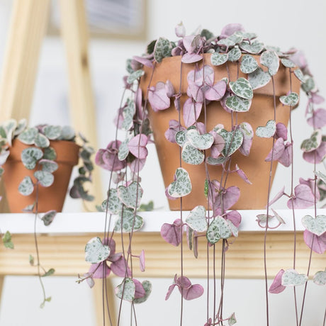 Верига от сърца трицветна (Ceropegia Woodii Variegata), Верига от сърца (Ceropegia Woodii), листа във форма на сърце, розово-зелено-сребристи, висящо растение